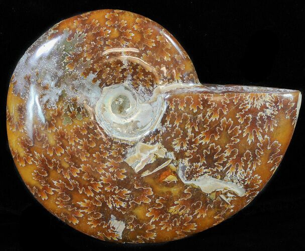 Polished, Agatized Ammonite (Cleoniceras) - Madagascar #59886